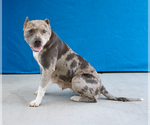 Small American Pit Bull Terrier