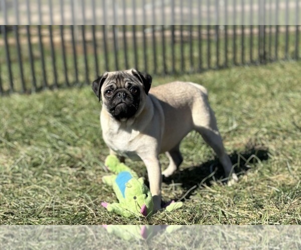 Medium Photo #1 Pug Puppy For Sale in WARSAW, IN, USA