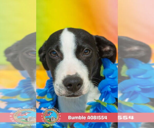 Medium Photo #2 Labrador Retriever-Unknown Mix Puppy For Sale in Mobile, AL, USA