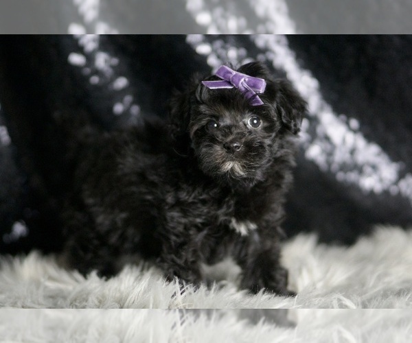 Medium Photo #5 Maltipoo Puppy For Sale in WARSAW, IN, USA