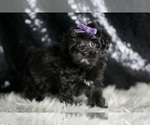 Small #4 Maltipoo