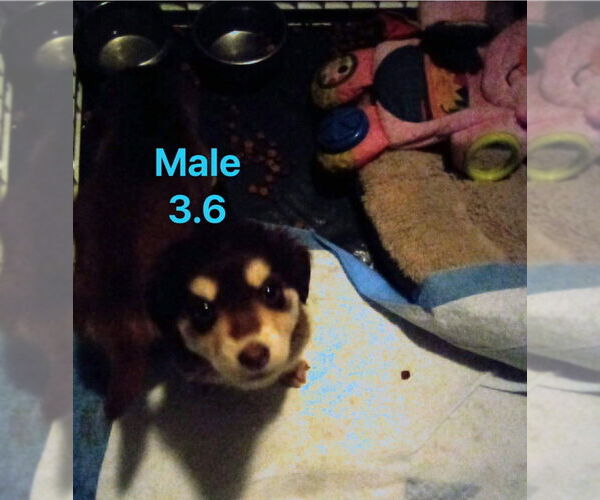 Medium Photo #4 Dachshund-Siberian Husky Mix Puppy For Sale in Aurora, IN, USA