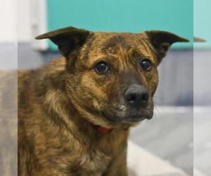 Mutt Dogs for adoption in San Antonio, TX, USA