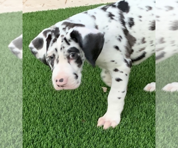 Medium Photo #6 Great Dane Puppy For Sale in MARICOPA, AZ, USA