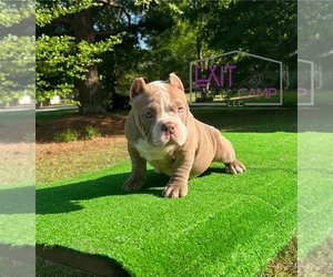 American Bully Puppy for sale in COVINGTON, GA, USA