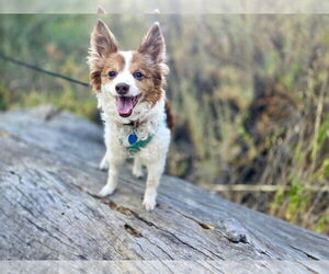 Chi-Corgi Dogs for adoption in San Francisco, CA, USA
