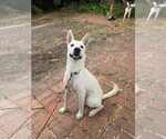 Small #6 German Shepherd Dog Mix
