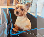 Pablo *Adopt or Foster* - Male Mutt Dog for Adoption - Small photo