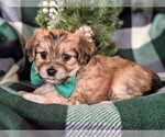 Small Photo #5 Jack-A-Poo Puppy For Sale in LANCASTER, PA, USA