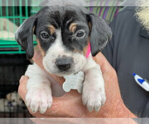 Liliana - Female American Foxhound-Beagle Mix Dog for Adoption - Photo #21