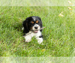 Small #8 Cocker Spaniel