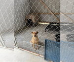 Small #2 Labrador Retriever Mix