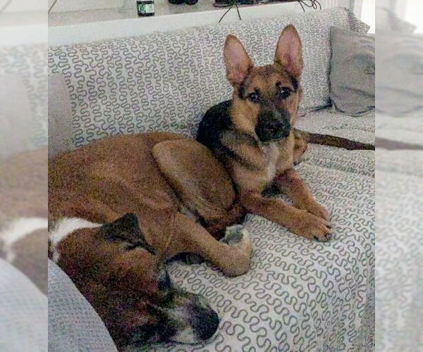 Medium Photo #3 German Shepherd Dog-Unknown Mix Puppy For Sale in Los Angeles, CA, USA