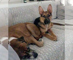 Mickey - Male German Shepherd Dog-Unknown Mix Dog for Adoption - Photo #3