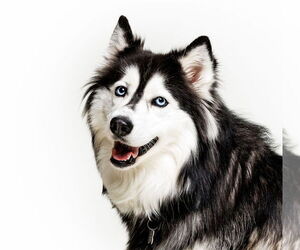 Siberian Husky Dogs for adoption in Cary, NC, USA