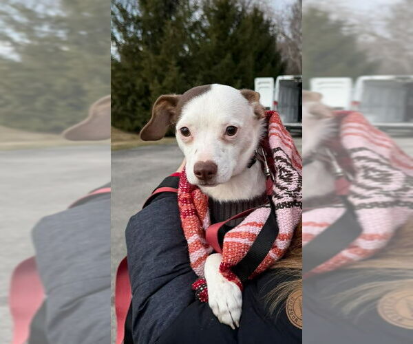 Medium Photo #8 Rat-Cha Puppy For Sale in Grafton, WI, USA