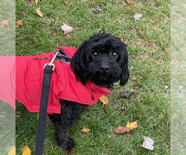 Medium Photo #2 Colonial Cocker Spaniel-Unknown Mix Puppy For Sale in Rochester, NY, USA