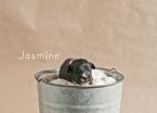 Small Photo #5 Aussiedoodle Puppy For Sale in MONTROSE, CO, USA