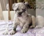 Small Photo #20 French Bulldog Puppy For Sale in NOGALES, AZ, USA