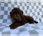 Small #4 Cavapoo (Miniature)