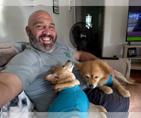 Medium Photo #8 Pomeranian Puppy For Sale in Mount Laurel, NJ, USA