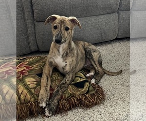 Whippet Litter for sale in SOUTH SIOUX CITY, NE, USA