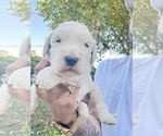 Small #2 Goldendoodle