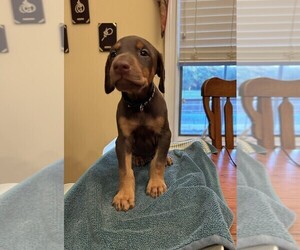Doberman Pinscher Puppy for sale in PECK, KS, USA