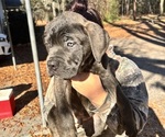 Puppy Remi Cane Corso