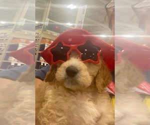 Goldendoodle Puppy for sale in LITTLE FLOCK, AR, USA