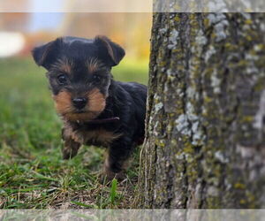 Yorkshire Terrier Puppy for sale in NILES, MI, USA