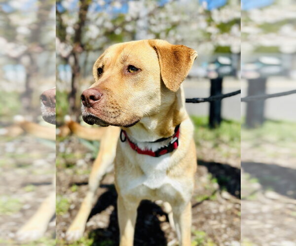 Medium Photo #3 Golden Labrador Puppy For Sale in Manahawkin, NJ, USA