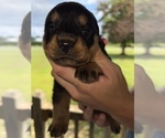 Small Photo #11 Rottweiler Puppy For Sale in SYLVANIA, AL, USA