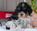 Small Photo #33 Cockapoo (Miniature) Puppy For Sale in GOSHEN, IN, USA