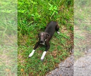Mutt Dogs for adoption in Cranston, RI, USA
