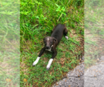 Small Mutt