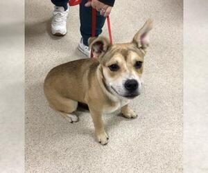 Chihuahua-Unknown Mix Dogs for adoption in Riverside, CA, USA