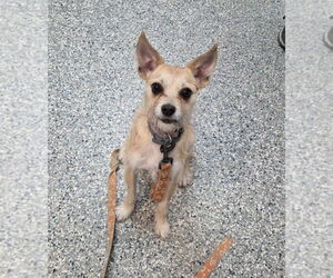 Chihuahua-Unknown Mix Dogs for adoption in Sayreville, NJ, NJ, USA