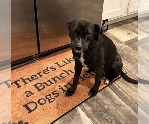 Medium Photo #1 Mutt Puppy For Sale in Mount Pleasant, SC, USA