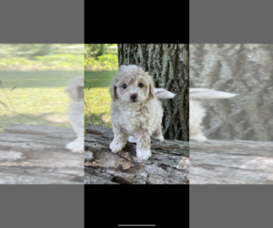 Poochon Puppy for sale in PRINCETON, KY, USA