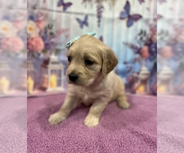 Medium Photo #12 English Cream Golden Retriever Puppy For Sale in BUSHNELL, FL, USA