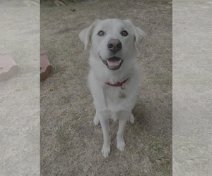 Great Pyrenees Dogs for adoption in Bellevue, WA, USA