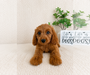Cavapoo (Miniature) Puppy for sale in INDIANAPOLIS, IN, USA