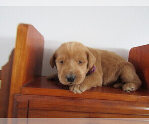 Labradoodle Puppy for sale in INDIANAPOLIS, IN, USA