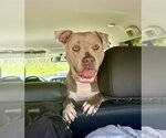 Small #31 American Staffordshire Terrier Mix