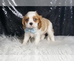 Small #4 Cavalier King Charles Spaniel