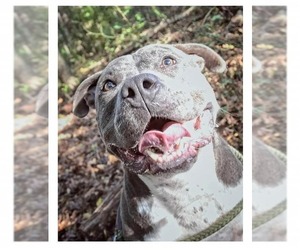 Sage - Female Mutt Dog for Adoption - Photo #2