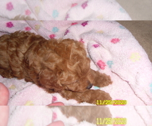 Poodle (Toy) Puppy for sale in DULUTH, GA, USA