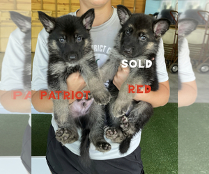 German Shepherd Dog Puppy for sale in LIVINGSTON, TX, USA