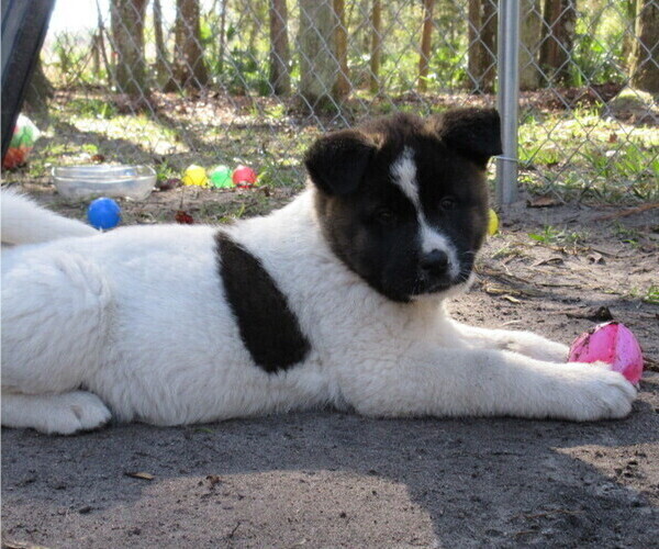 Medium Photo #2 Akita Puppy For Sale in INGLIS, FL, USA